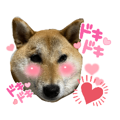 [LINEスタンプ] 柴犬ひなちゃんラインスタンプ②