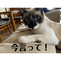 [LINEスタンプ] まるとかいの可愛いスタンプ