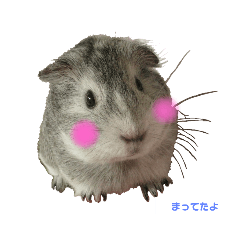 [LINEスタンプ] まってたよ、もるちゃん❤