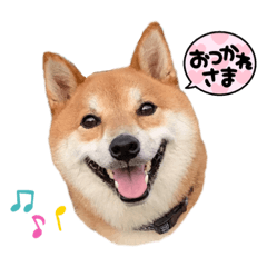 [LINEスタンプ] 柴犬・銀ちゃん ②