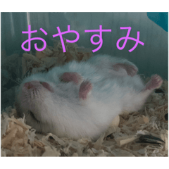 [LINEスタンプ] ちゃろすううう