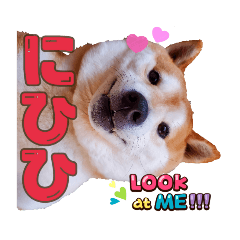 [LINEスタンプ] 柴犬 うちの佑くん。⑤