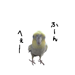 [LINEスタンプ] お鳥様スタンプ⑤