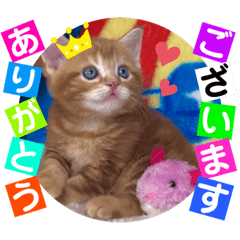 [LINEスタンプ] ねこまーち さわやかレッド長男くん