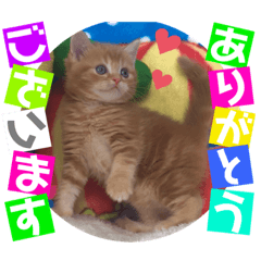 [LINEスタンプ] ねこまーち ふかふかレッド次男くん