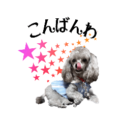 [LINEスタンプ] 蘭ちゃん トイプー