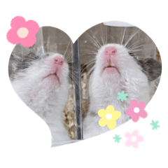 [LINEスタンプ] ハムスターのロイくんとメイちゃん