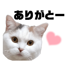 [LINEスタンプ] うっすら三毛猫ななこ。切り抜き黒文字Ver.