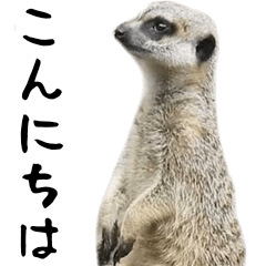 [LINEスタンプ] 動く！ミーアキャットと動物園の仲間たち