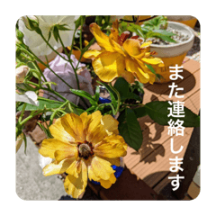 [LINEスタンプ] comfy花と一言