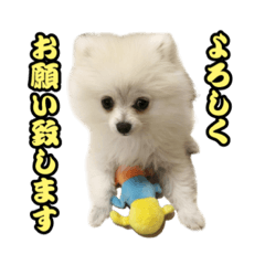 [LINEスタンプ] マダム洋子の愛犬ペコちゃん