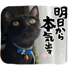 [LINEスタンプ] うち猫達