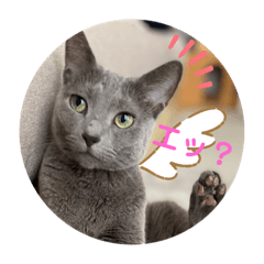 [LINEスタンプ] 3匹の猫のスタンプ