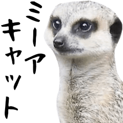 [LINEスタンプ] 飛び出す！ミーアキャットと動物の仲間たちの画像（メイン）