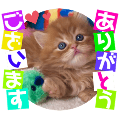 [LINEスタンプ] ねこまーち プリンスダイヤモンド