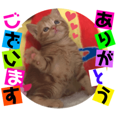 [LINEスタンプ] ねこまーち しあわせレッド三男くん