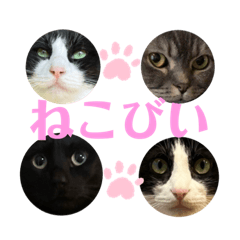 [LINEスタンプ] ねこびい！