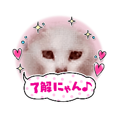 [LINEスタンプ] 猫のほのぼの日曜日