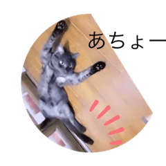 [LINEスタンプ] ガッシーねこーず面白スタンプ