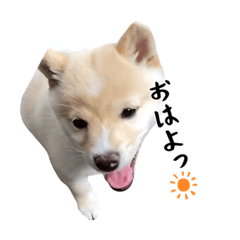 [LINEスタンプ] こむぎのいる生活2