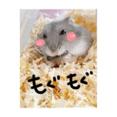 [LINEスタンプ] わたしのハムスター集
