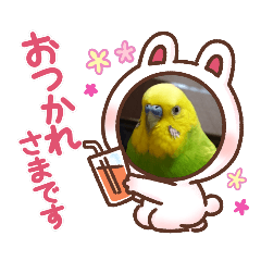 [LINEスタンプ] インコりくちゃん♡ぴぃちゃんスタンプ