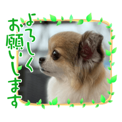 [LINEスタンプ] フワフワ永遠君