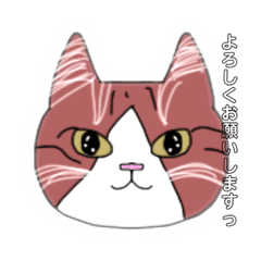 [LINEスタンプ] しーにゃん猫の感情Part2