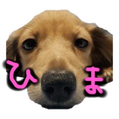 [LINEスタンプ] ウィル日常生活スタンプoriginal①