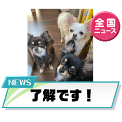 [LINEスタンプ] チワワのりんてんるん