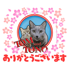 [LINEスタンプ] ロシアンブルーのトムとキジシロのとの