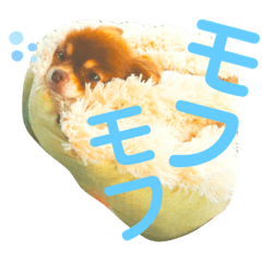 [LINEスタンプ] チョコちゃんスタンプ♡*(ふんわり編)