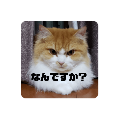 [LINEスタンプ] まろんcat 敬語丁寧語ver.