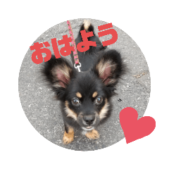 [LINEスタンプ] 子犬のチワワ