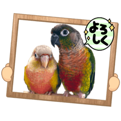 [LINEスタンプ] Newウロコインコフレンズ