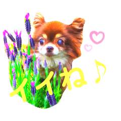[LINEスタンプ] チョコちゃんスタンプ♡*(ごきげん編2)