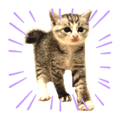 [LINEスタンプ] QUEUE猫ぴぃ