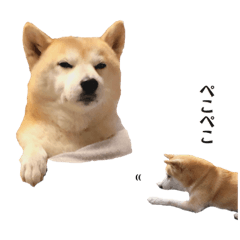 [LINEスタンプ] わが家の柴わんこ12.