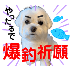 [LINEスタンプ] 釣り大好きマルチーズ！