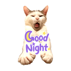 [LINEスタンプ] QUEUE猫シンバ