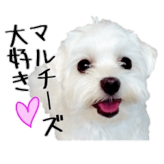 [LINEスタンプ] マルチーズぺぺちゃんのあいさつと連絡