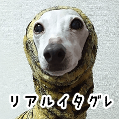 [LINEスタンプ] ヤバい飼い主作 イタグレスタンプ