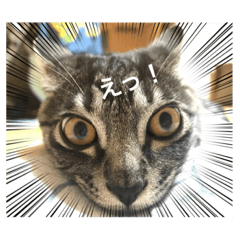 [LINEスタンプ] イケメン猫とぽかぽか犬。