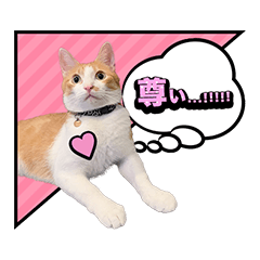 [LINEスタンプ] こむぎとイギーの日常会話