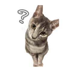 [LINEスタンプ] ねこのいる生活 1