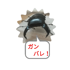 [LINEスタンプ] 実はのんびりスマトラヒラタのスタンプ