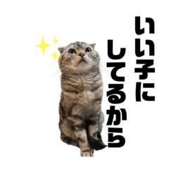 [LINEスタンプ] 猫(たれ蔵)の日常スタンプ