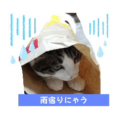 [LINEスタンプ] 梅雨ニャンず