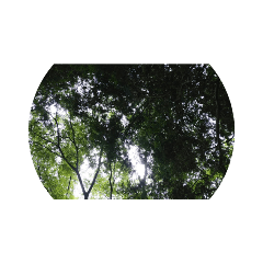 [LINEスタンプ] 太陽の光緑樹木自然森林山公園葉っぱ空盆栽
