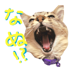 [LINEスタンプ] オラねこさなるだ